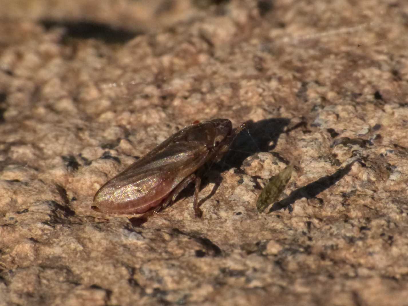 Lepyronia coleoptrata e Philaenus spumarius